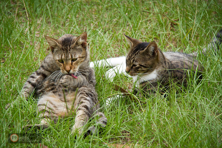 Country Cats